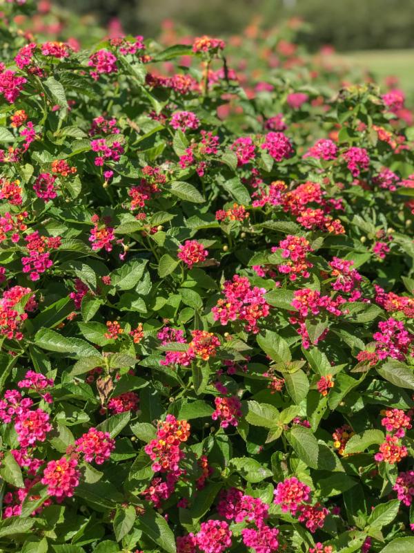 9 Lantana _Bloomify Rosejpg
